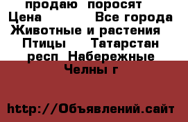 продаю  поросят  › Цена ­ 1 000 - Все города Животные и растения » Птицы   . Татарстан респ.,Набережные Челны г.